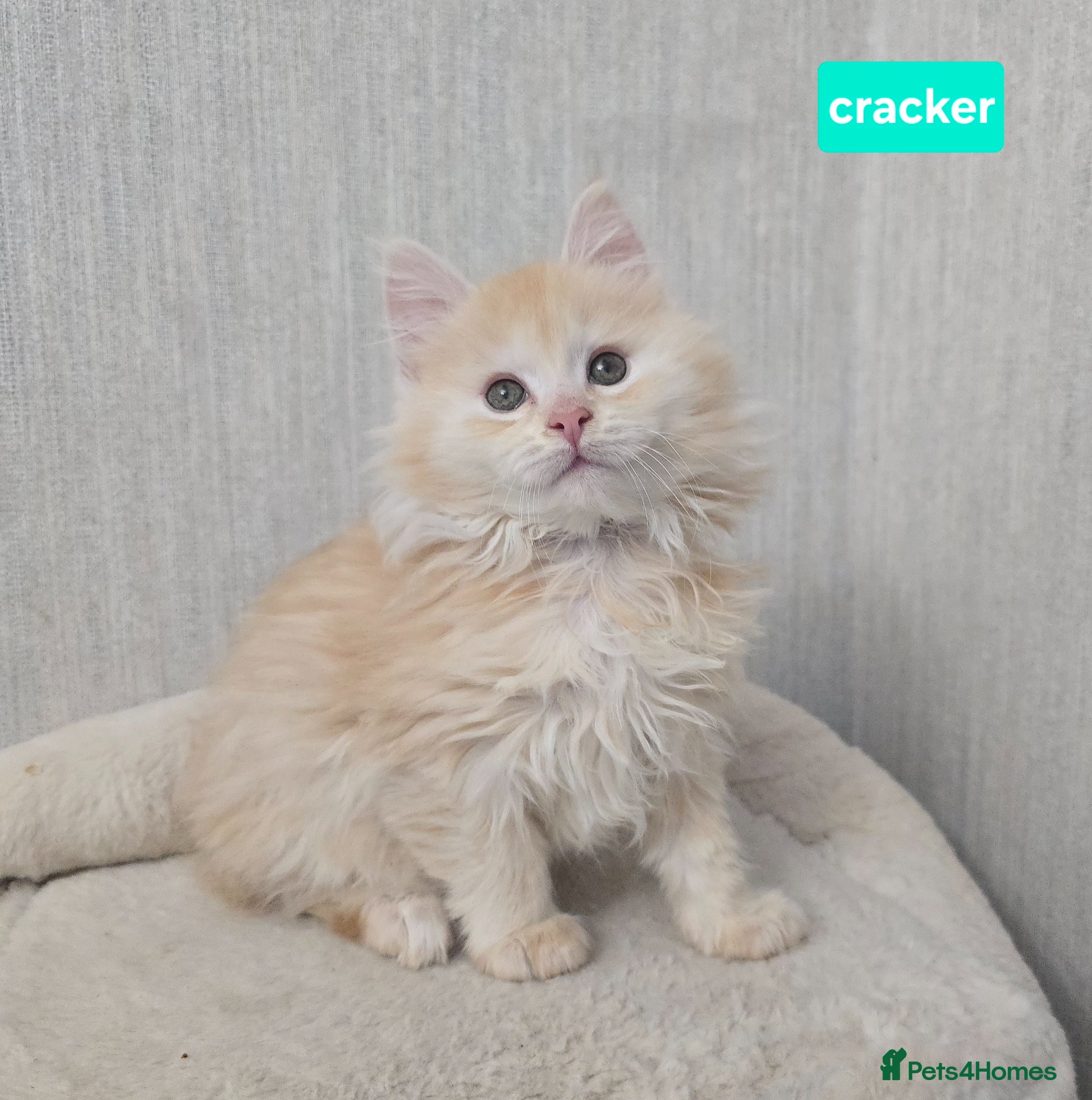 Maine Coon cats RARE Red High Silver Stunning Maine Coons Boys - Advert 1