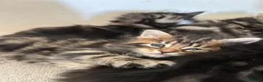 Maine Coon Kitten 4