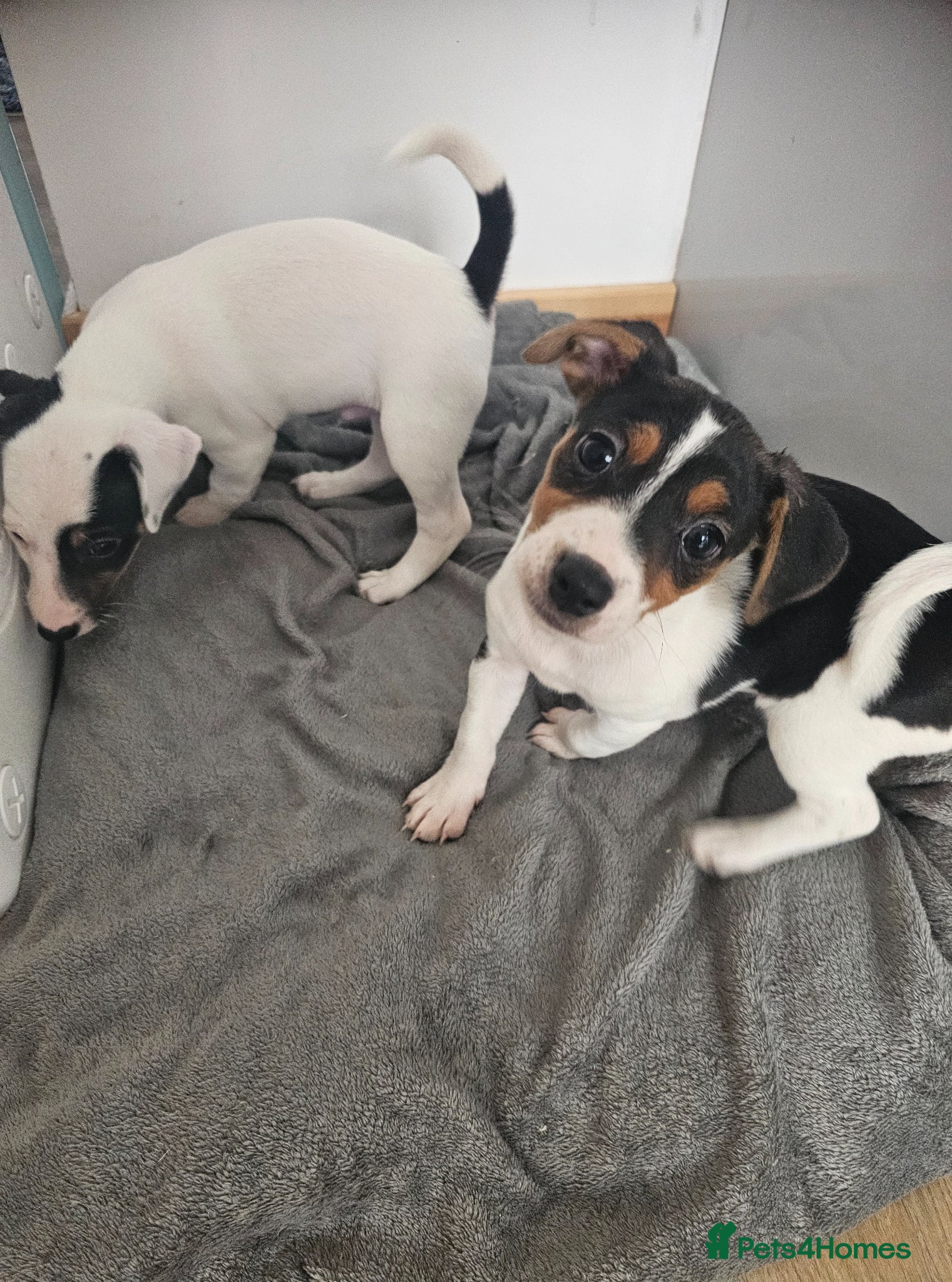 Mixed Breed dogs Parson Russell puppies for sale - Advert 1