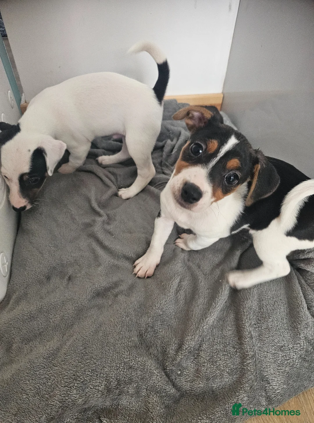 Mixed Breed dogs for sale: Parson Russell puppies for sale - Advert 1