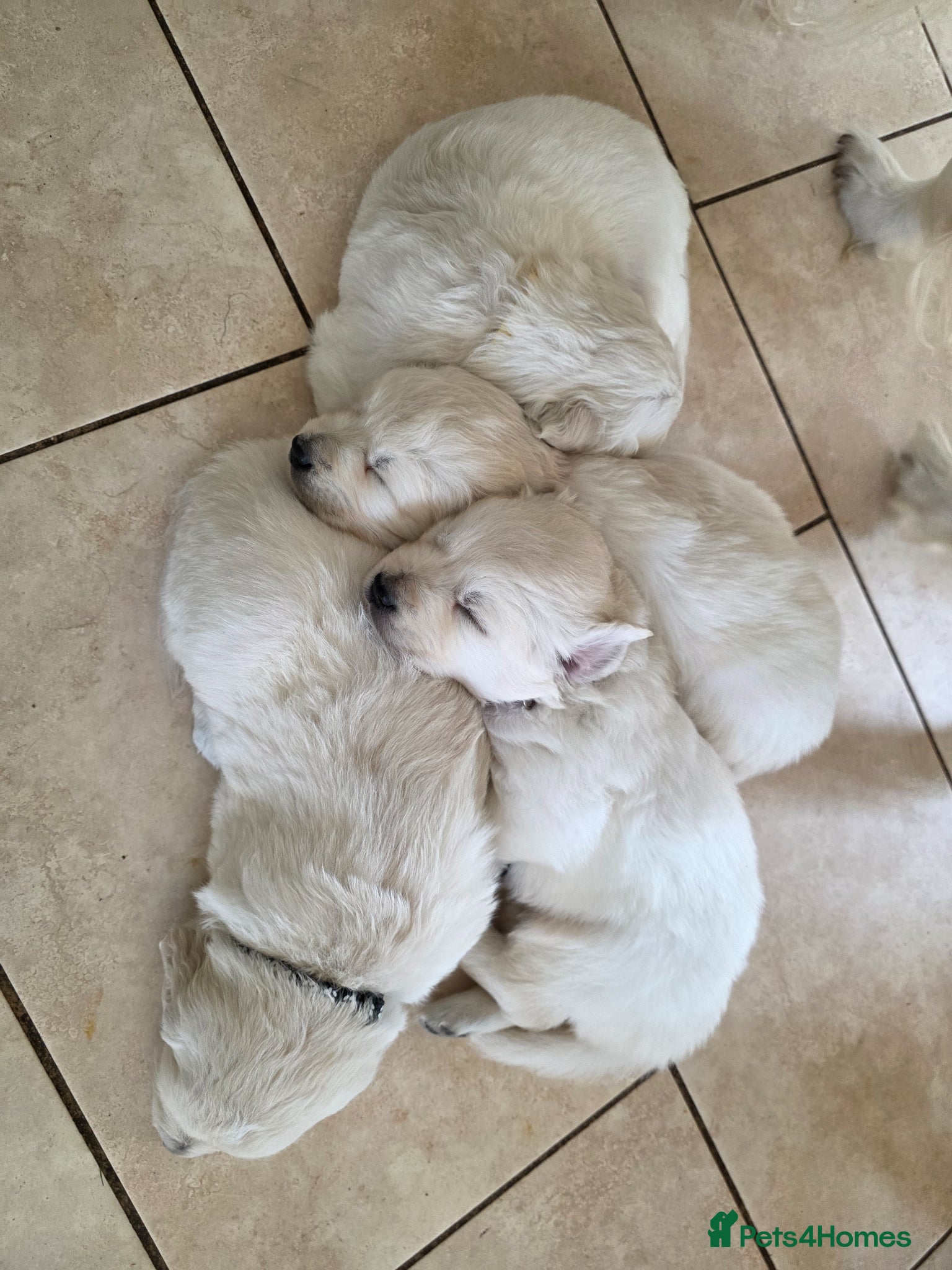 Golden Retriever dogs Fully Health Tested KC Registered Cream Puppies - Advert 2