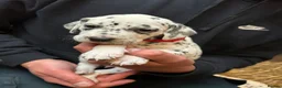 Dalmatian dogs for sale: Dalmatian puppies  in Okehampton - Advert 16