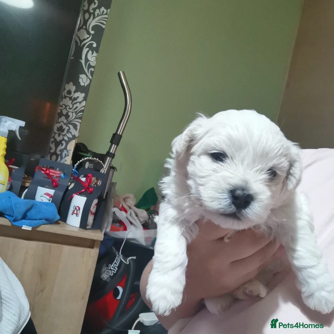 Bichon Frise dogs for sale: 3 beautifuls puppy Bichon Maltese - Advert 7