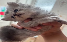 Persian cats for sale: READY TO GO! SMALL TEDDY BEAR PERSIAN KITTEN MALE - Image 4