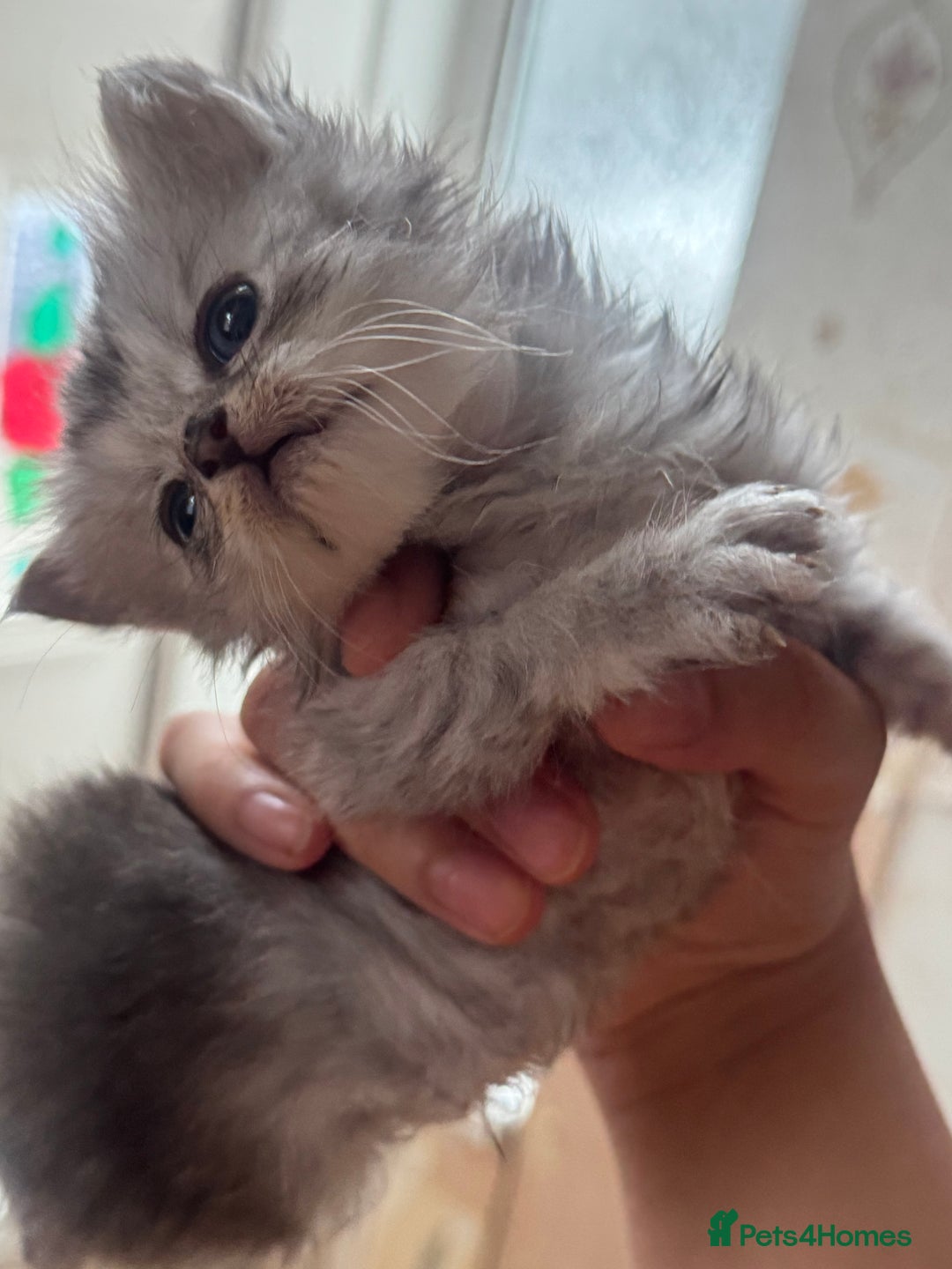 Persian cats for sale: READY TO GO! SMALL TEDDY BEAR PERSIAN KITTEN MALE - Image 4