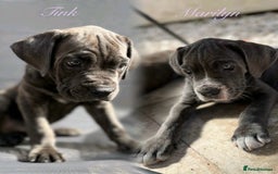 Cane Corso dogs for sale: Purebred Cane Corso puppies  - Image 2