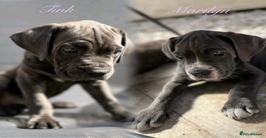 Cane Corso dogs - Advert 6