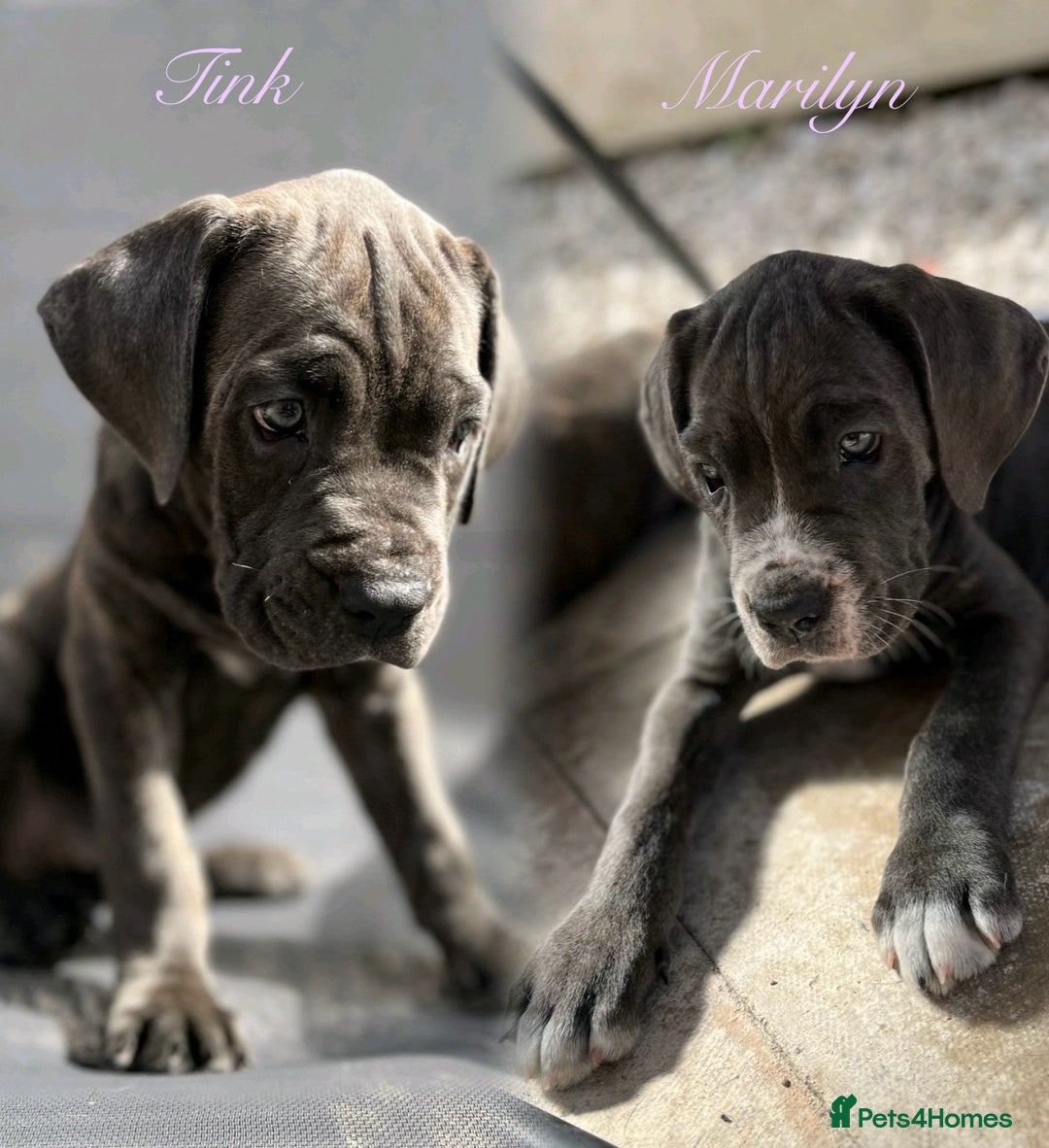 Cane Corso dogs for sale: Purebred Cane Corso puppies  - Image 2