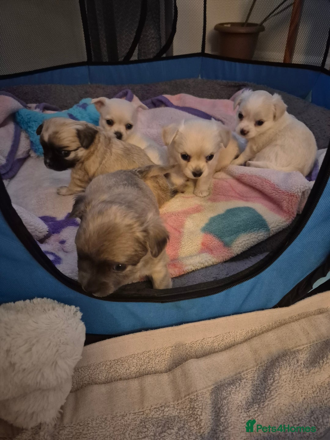Chihuahua dogs for sale: Puppy  - Advert 5