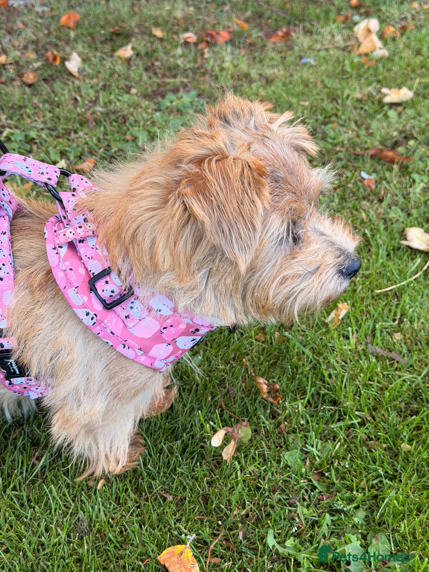Norfolk Terrier dogs Norfolk Terrier puppies for sale.  - Advert 1