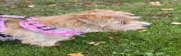 Norfolk Terrier dogs for sale: Norfolk Terrier puppies for sale.  - Advert 1