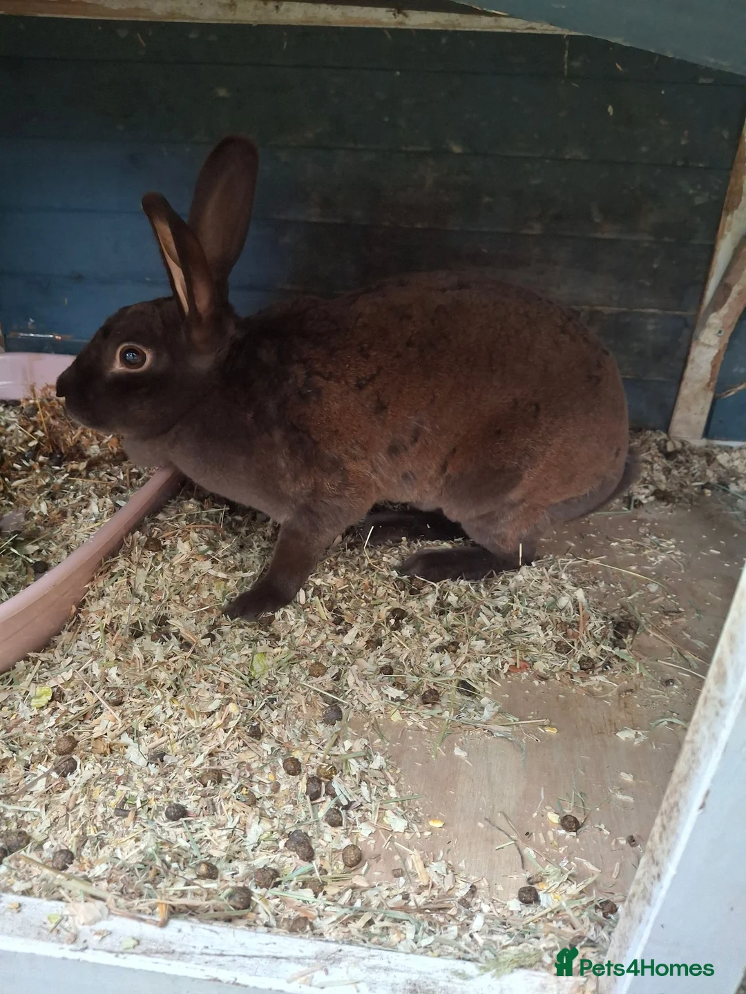 Rex rabbits for sale: X3 Rex Does and hutch & Run in Southampton - Advert 2