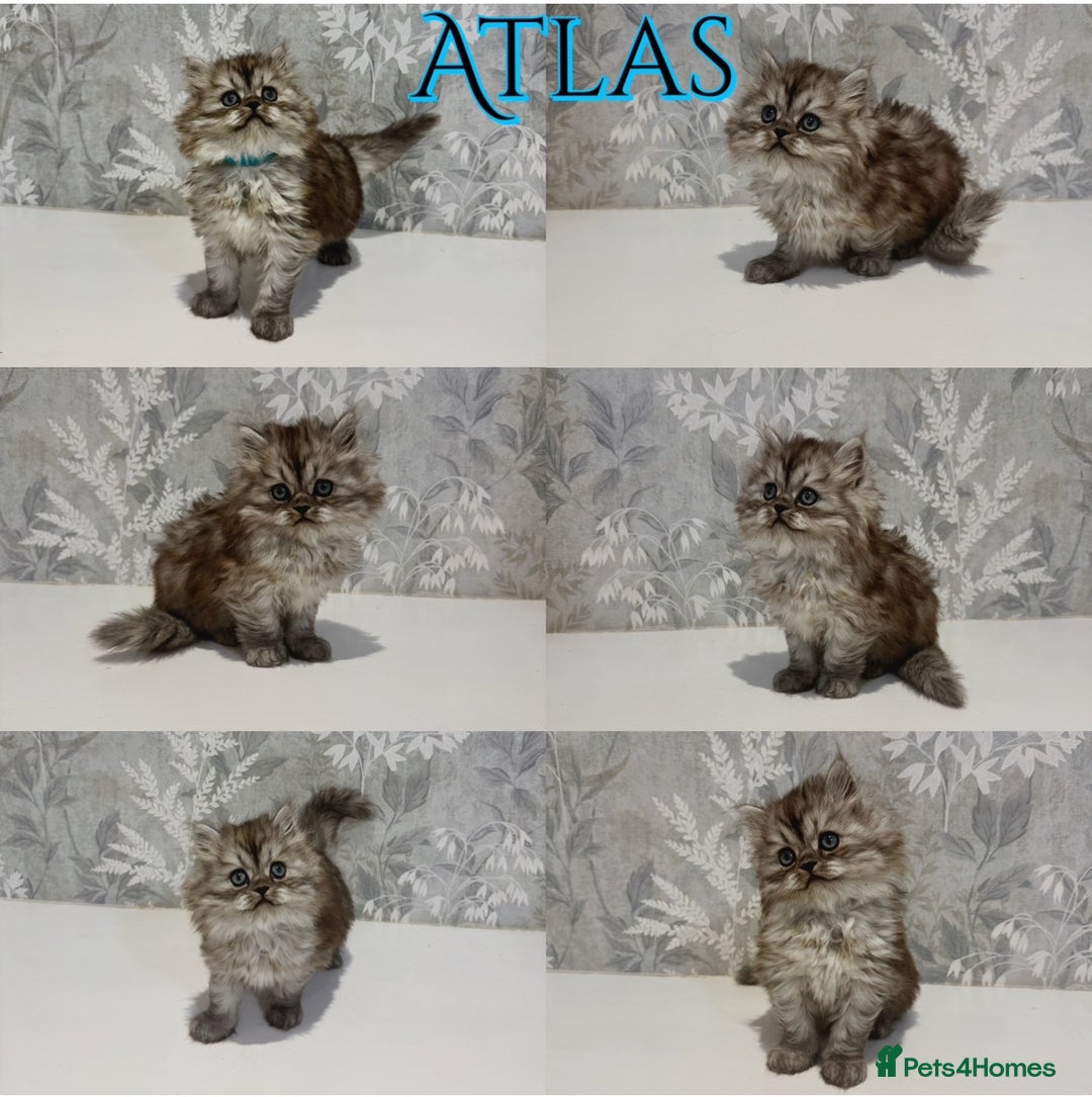 Persian cats for sale: Pure Breed Doll Faced Persian Kittens –Home Raised - Advert 6