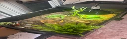 Tortoise reptiles for sale: Tortoise for sale  - Advert 5
