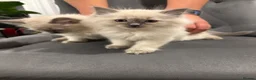 Ragdoll cats for sale: Blue mitted, large-sized line Ragdolls for sale in Gloucester - Advert 8