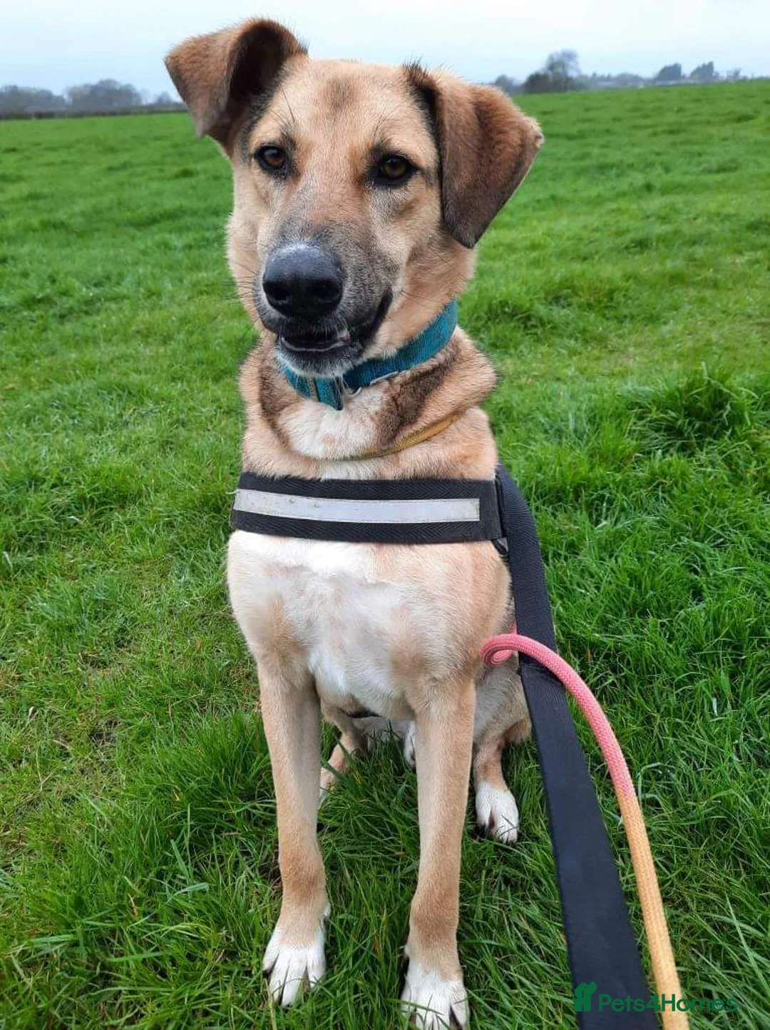 Mixed Breed dogs for adoption: Meet Meeko, currently residing in Cheshire  in Nantwich - Advert 2