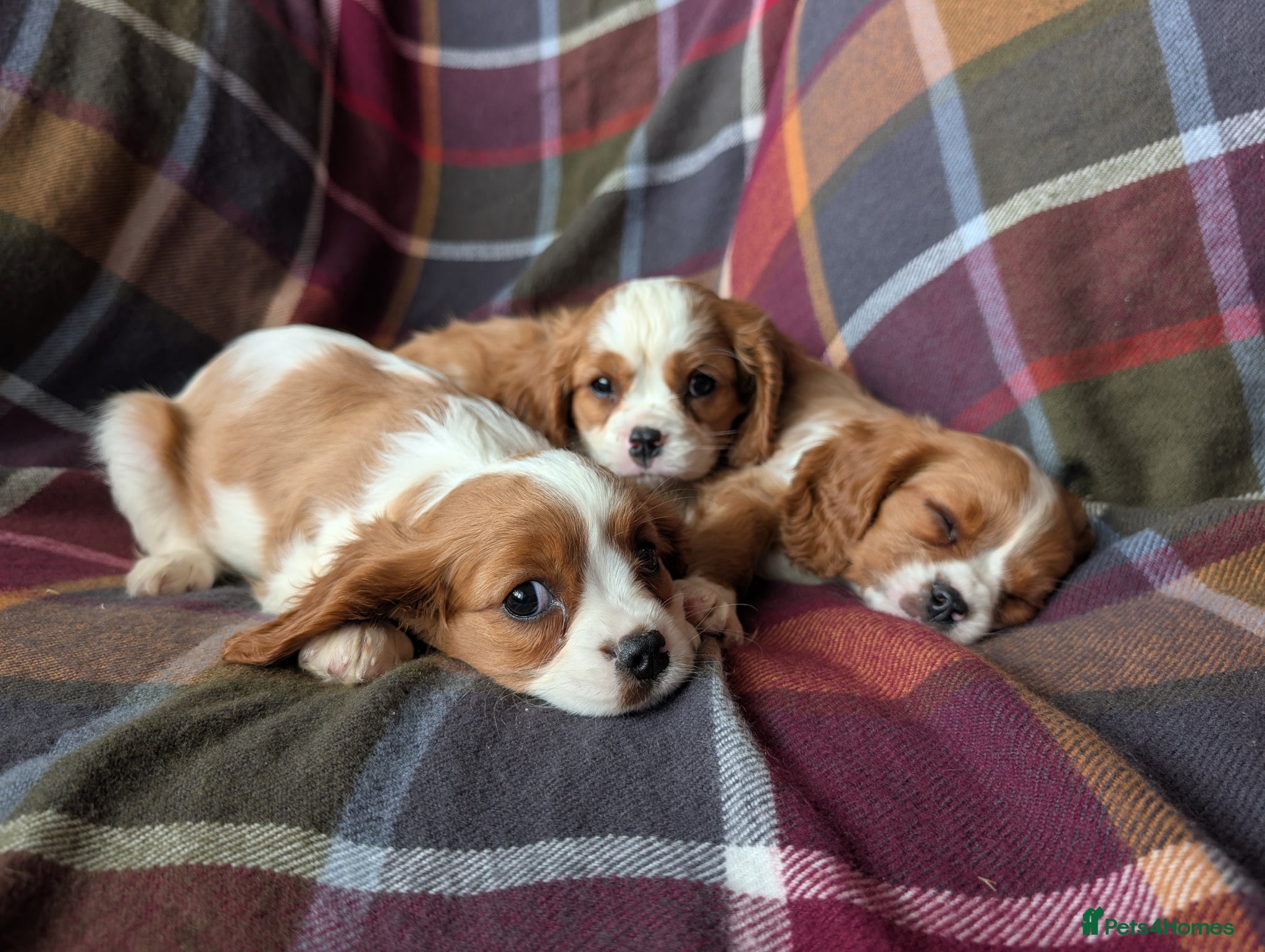 Cavalier King Charles Spaniel dogs Gorgeous Cavalier King Charles Spaniel Puppies - Advert 2