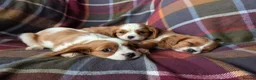 Cavalier King Charles Spaniel dogs for sale: Gorgeous Cavalier King Charles Spaniel Puppies - Advert 2