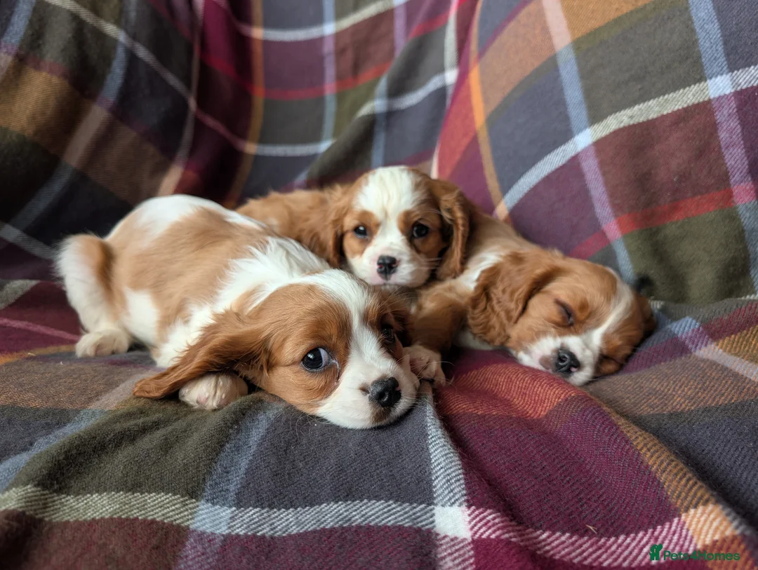Cavalier King Charles Spaniel dogs for sale: Gorgeous Cavalier King Charles Spaniel Puppies - Advert 2