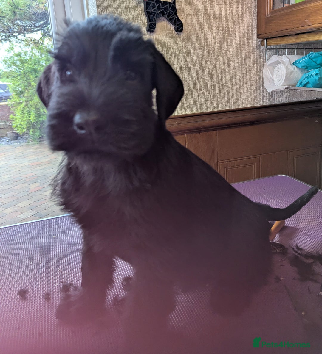 Giant Schnauzer dogs for sale: Health Tested Giant Schnauzer Pups Due 23rd August - Image 11