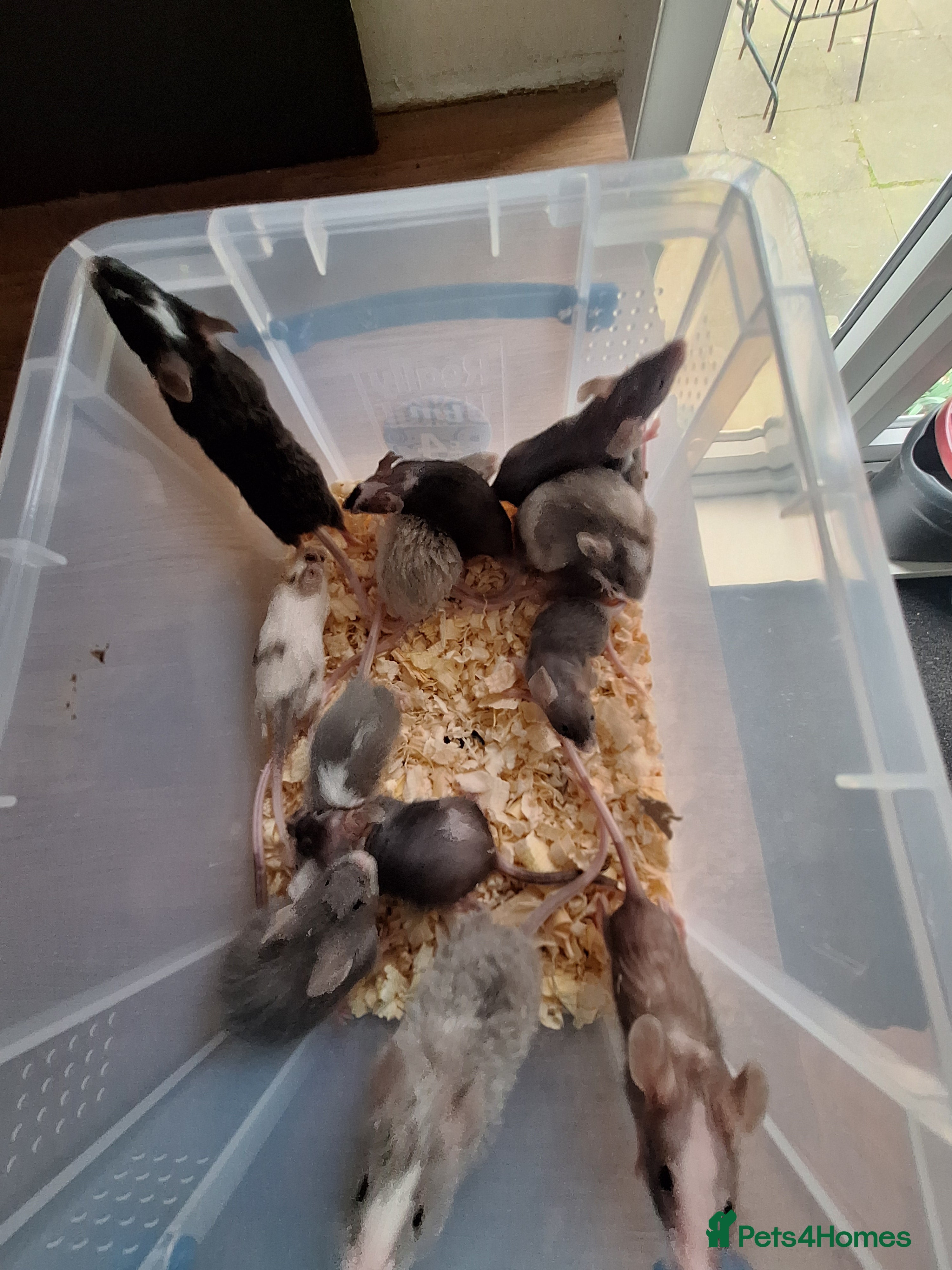 Mouse rodents Fancy pet mice for sale  - Advert 2