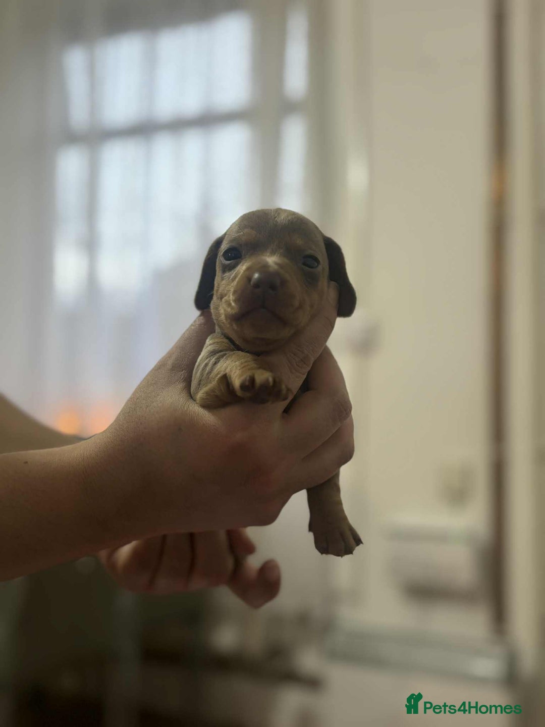 Miniature Dachshund dogs for sale: 6 Beautifull mini dachshunds - Advert 15