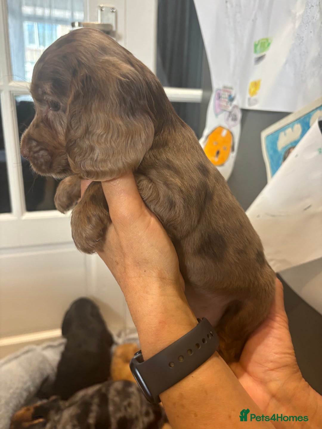 Cocker Spaniel dogs for sale: Cute show type very rare colours dna health tested - Image 20