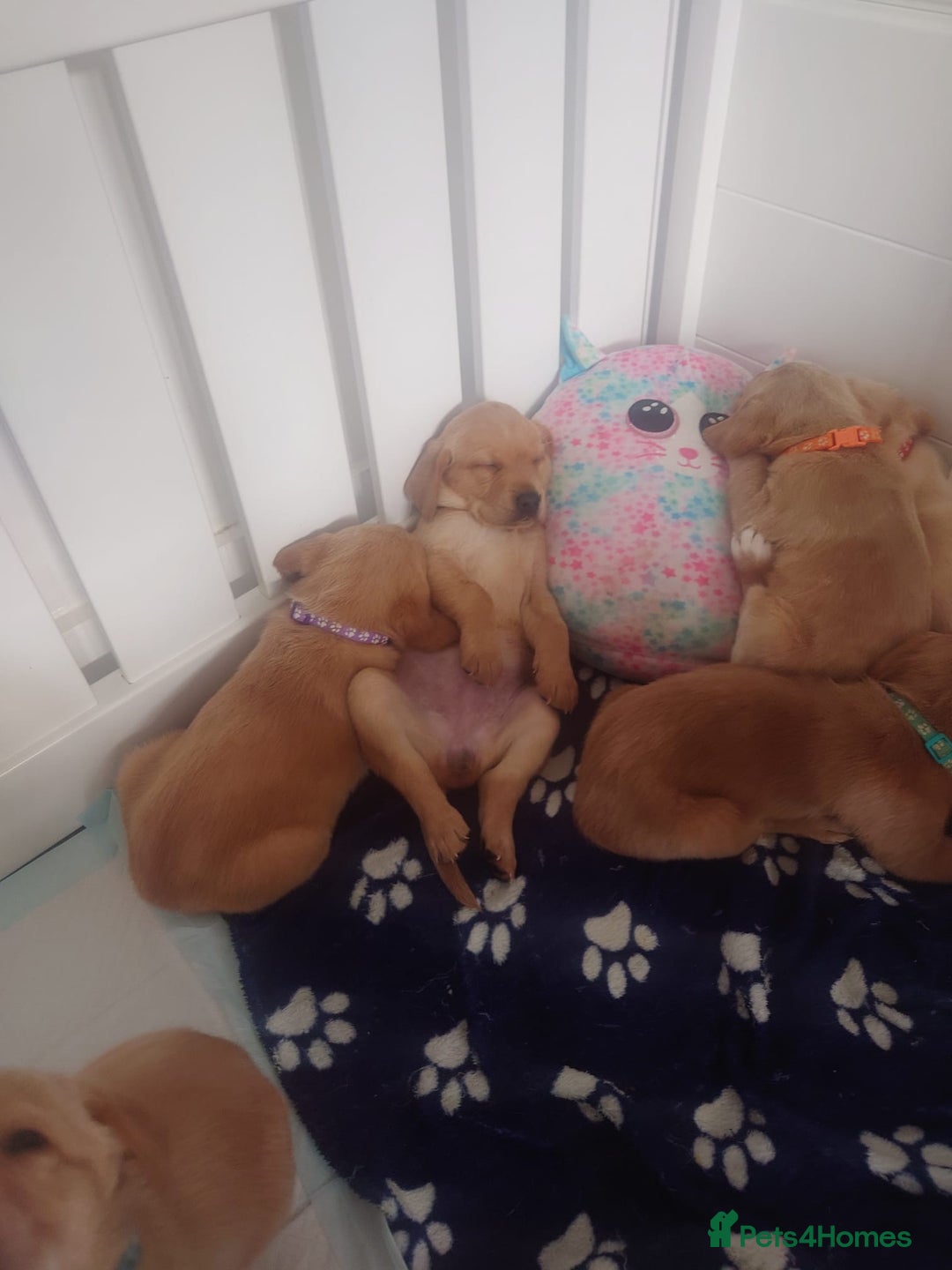 Labrador Retriever dogs for sale: Beautiful Fox Red Litter DUE 18th January  - Advert 13