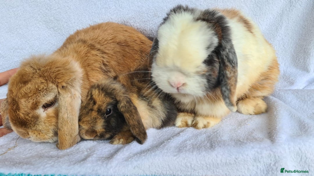 Mini Lop rabbits for sale: Mini lop bunny  - Image 6