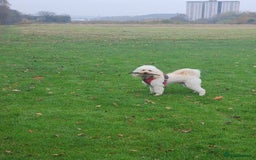 Cavapoo dogs for stud: Cavapoo male for stud in London  - Image 8