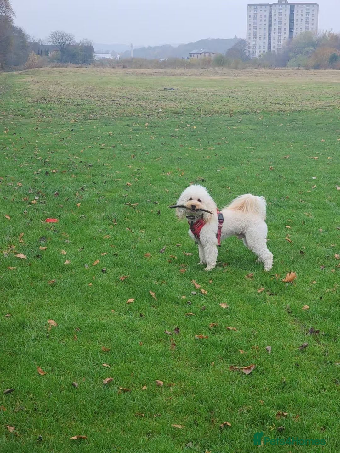 Cavapoo dogs for stud: Cavapoo male for stud in London  - Image 8