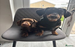 Miniature Dachshund dogs for sale: Chocolate and tan miniature dachshund  - Image 9