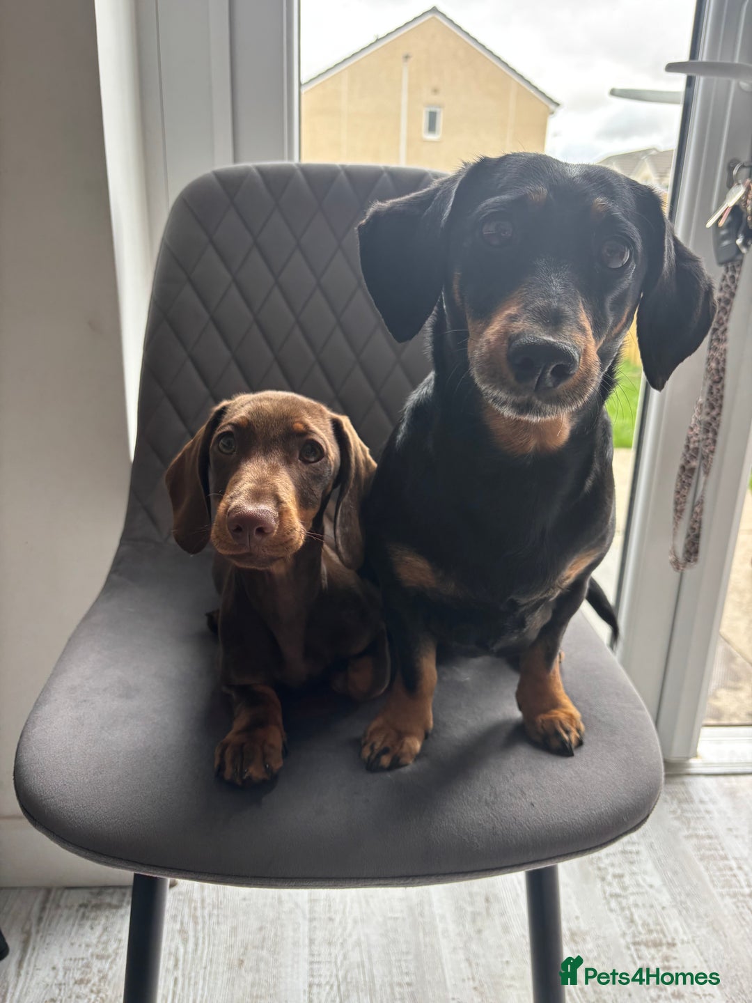 Miniature Dachshund dogs for sale: Chocolate and tan miniature dachshund  - Image 9