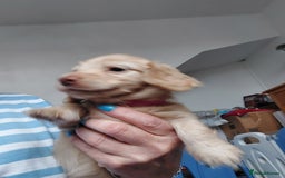 Miniature Dachshund dogs for sale: KC REG PRA CLEAR CREAM LONG HAIRED MINI DACHSHUNDS - Image 15