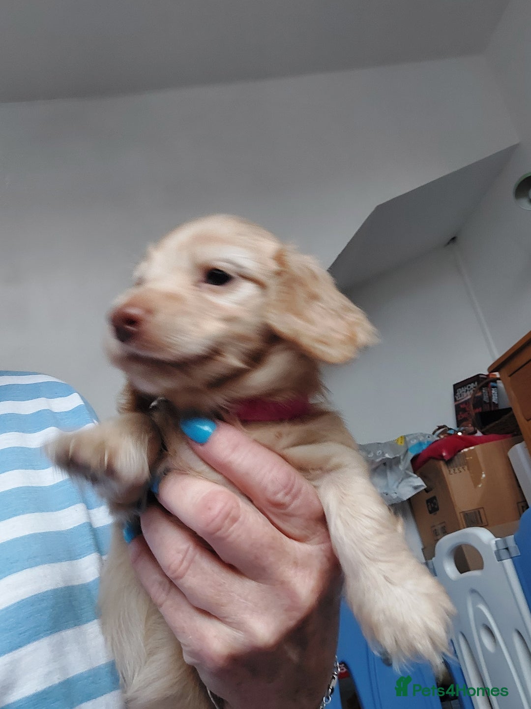 Miniature Dachshund dogs for sale: KC REG PRA CLEAR CREAM LONG HAIRED MINI DACHSHUNDS - Image 15