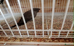 Budgerigars birds for sale: Rare black face blackwing (blue ) budgie for sale  - Image 4