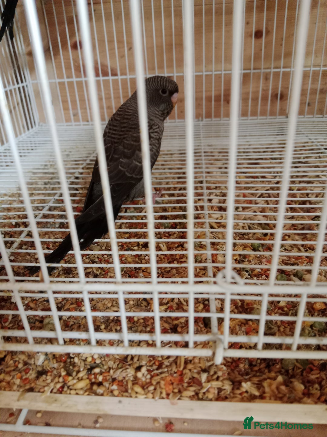 Budgerigars birds for sale: Rare black face blackwing (blue ) budgie for sale  - Image 4