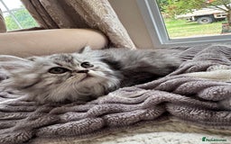 Persian cats for sale: Stunning silver Persian kittens  - Image 7