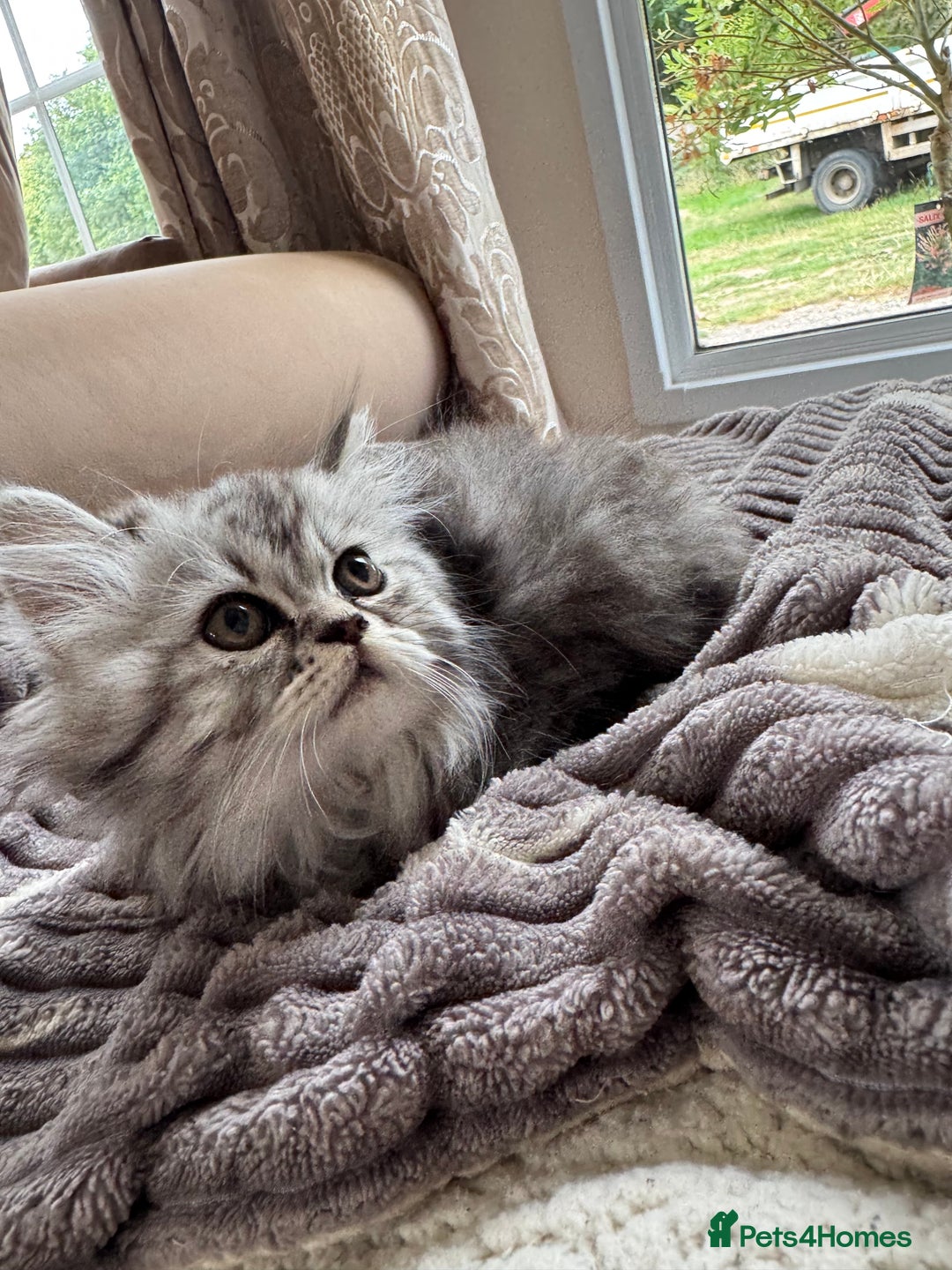 Persian cats for sale: Stunning silver Persian kittens  - Image 7