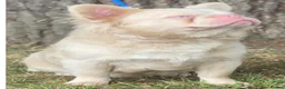 French Bulldog dogs for sale: PINK, ISABELLA & FLUFFY CARRIER FEMALE in London - Advert 3