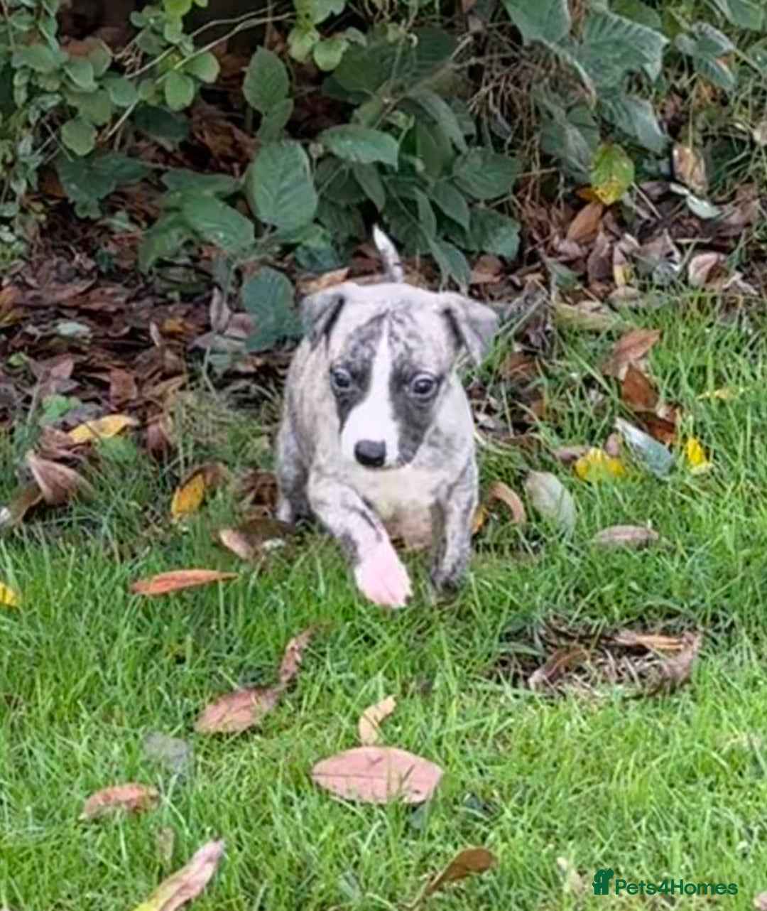 Whippet dogs for sale: SUPER KC Whippet puppies Show bred - Image 21