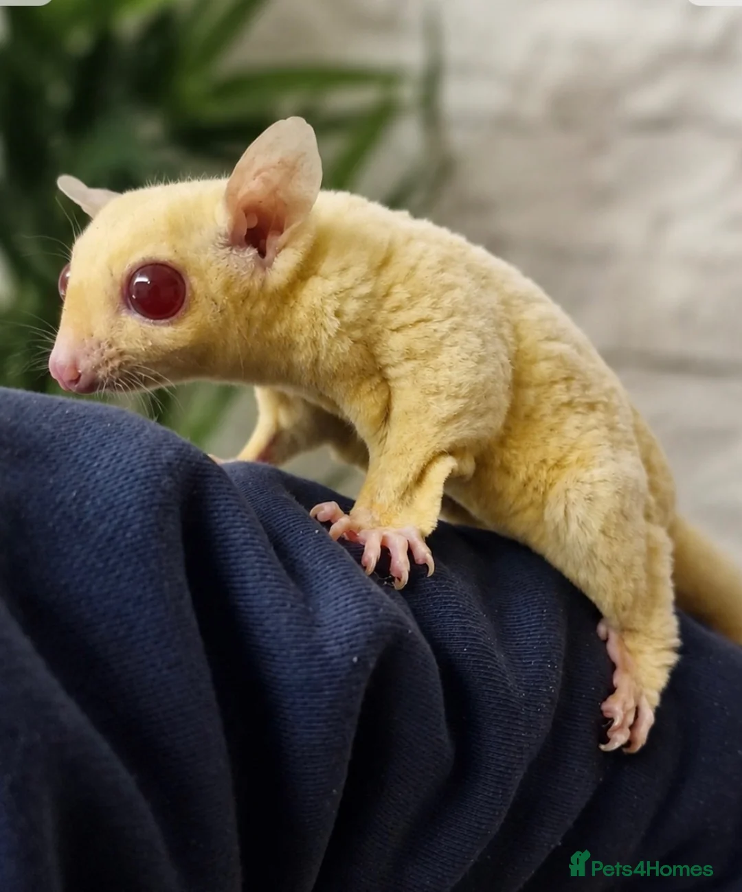 Sugar Glider rodents for sale: Beautiful Pair of Rare Ruby Leu Gliders in Chelmsford - Advert 2