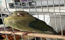 Parakeets birds for sale: Young female red rump  - Image 1