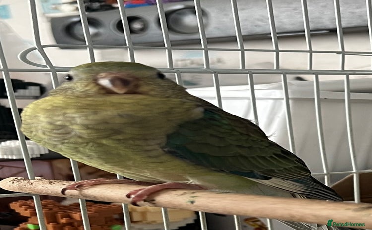 Parakeets birds - Advert 3