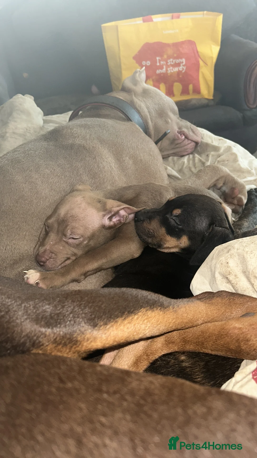 Staffordshire Bull Terrier dogs for sale: Puppies for sale - Advert 2