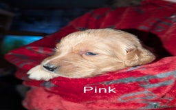 Goldendoodle dogs for sale: So cute standard golden doodles  - Image 17