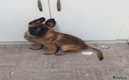 Belgian Shepherd Dog dogs for sale: Belgian Mali  - Image 4