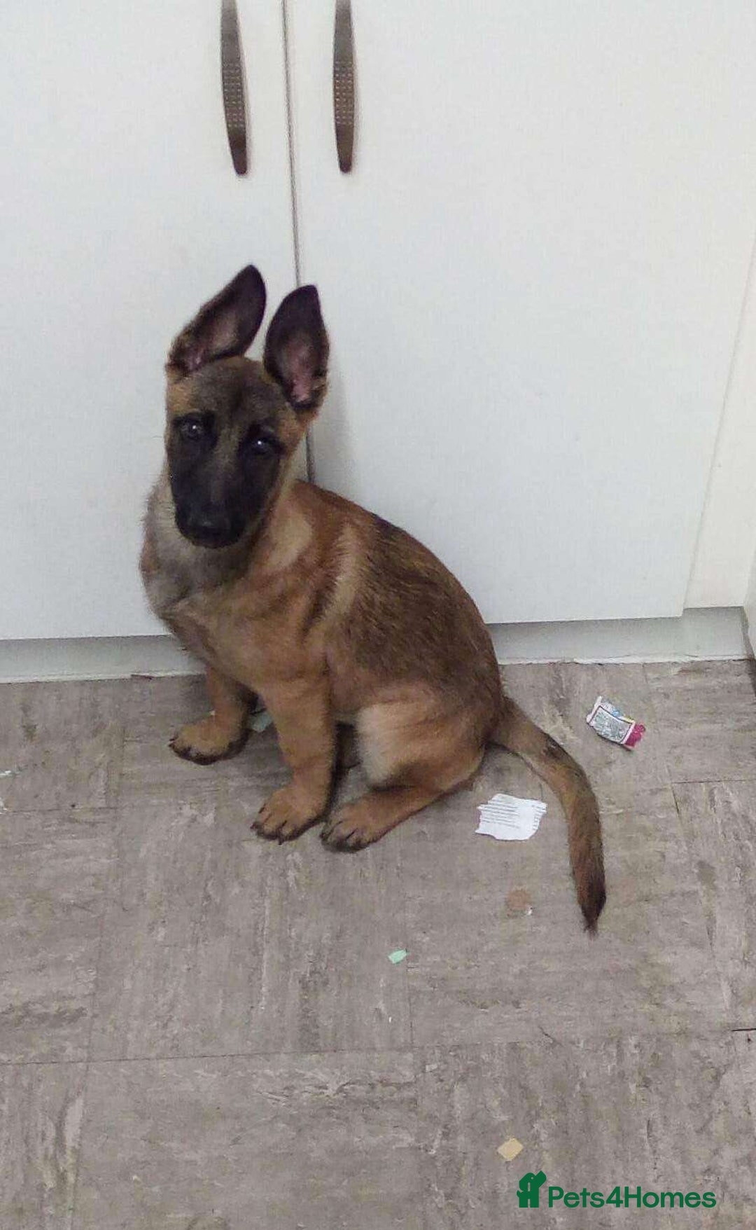 Belgian Shepherd Dog dogs for sale: Belgian Mali  - Image 4