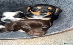 Mixed Breed dogs for sale: Cocker jacks. 2 boys 2 girls! - Image 15