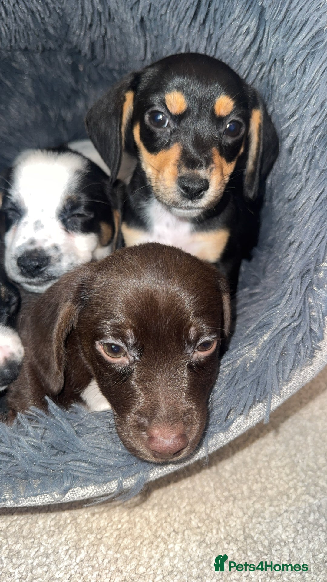Mixed Breed dogs for sale: Cocker jacks. 2 boys 2 girls! - Image 15
